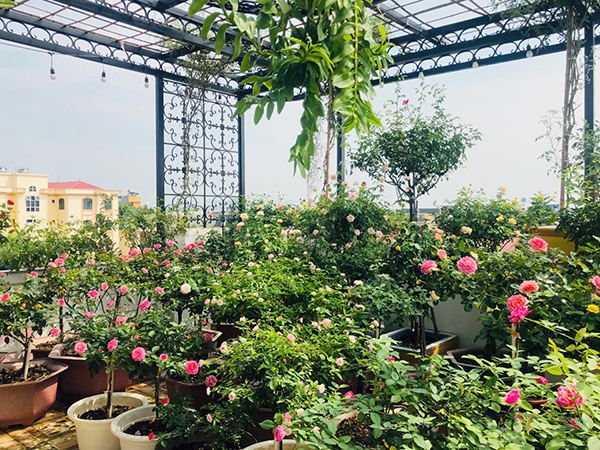 Chọn kích thước cây trong sân vườn