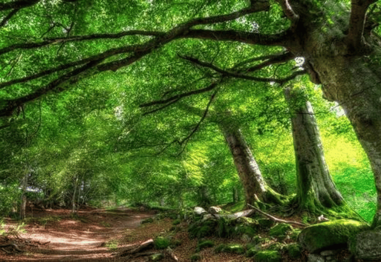 thue-villa-phu-quoc2052 Vườn Quốc Gia Phú Quốc