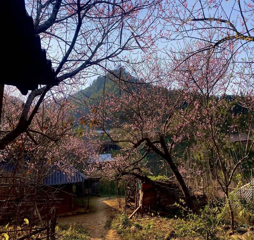 Top 12 Homestay Tà Xùa Tuyệt Đẹp Săn Mây Triệu View 2023