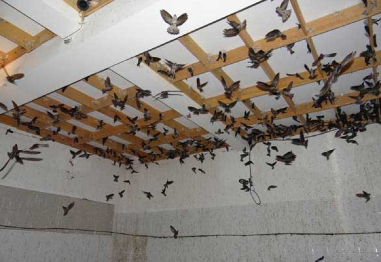 nha-yen-tien-che204 Nhà Yến Tiền Chế Và Chi Phí Xây Dựng